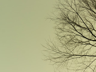 Tree branches and sky.