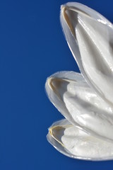 コウイカの甲、青空、光、水、雫、素材