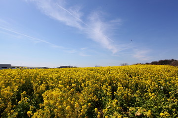 Obraz premium 菜の花畑