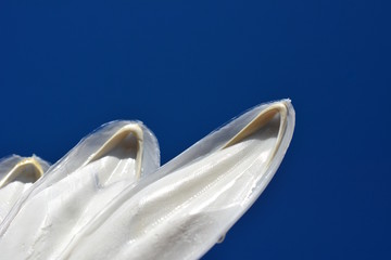 コウイカの甲、青空、光、水、雫、素材