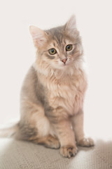 Portrait of adorable little Persian cat.