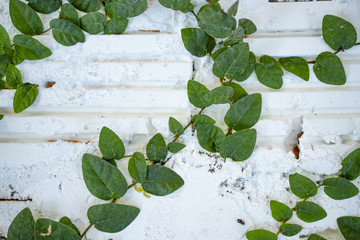 Leaves creeping on the wall