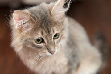 Portrait of adorable little Persian cat.