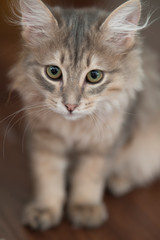 Portrait of adorable little Persian cat.