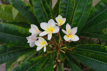 Image of plumeria plants with flowers.