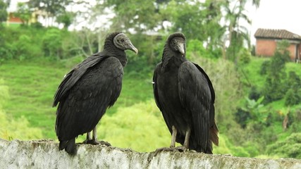 bird of prey