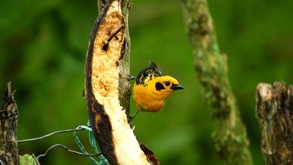 yellow bird