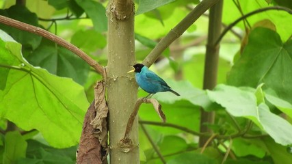 Fototapeta premium bird on a branch