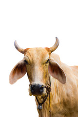 Head of a cow