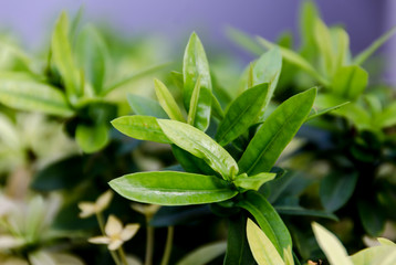 green plant in the garden