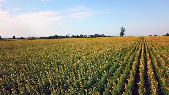 Top view from drone: Beautiful sunflower field on summer with blue sky and white cloudy at Lop buri province,THAILAND. 