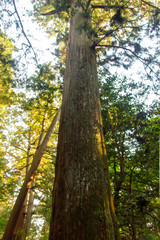 Japanese Cedar
