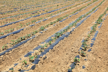 Sweet potato seedlings in the field