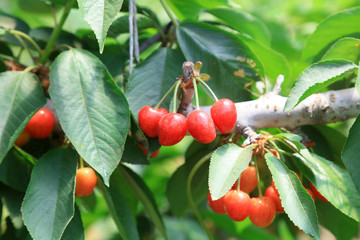 American Cherry on the Branch
