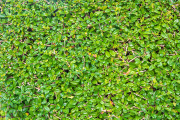 Green leaf bush for background textured usage.