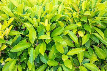 Obraz premium Green leaf bush for background textured usage.