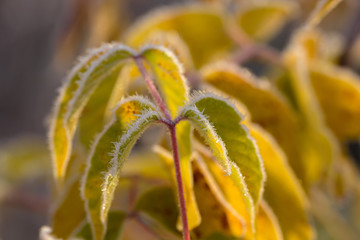 willow branch with leaves in hoarfrost