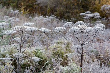 plants in hoarfrost