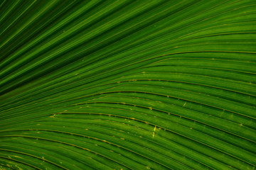 Obraz premium Close up of leaves texture or background
