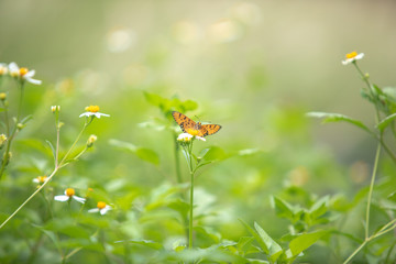 Beautiful small colorful butterfly on the white daisy flower in the meadow garden park.