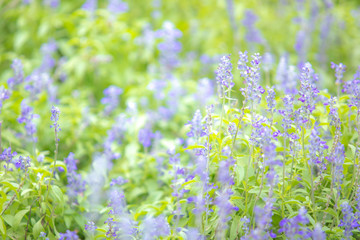 Obraz premium Beautiful soft focus or selective focus on purple or violet lavender flower meadow field on the garden.