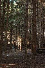 shapes from trees in the forest