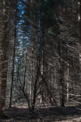 shapes from trees in the forest