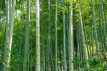 A close-up of a beautiful bamboo forest