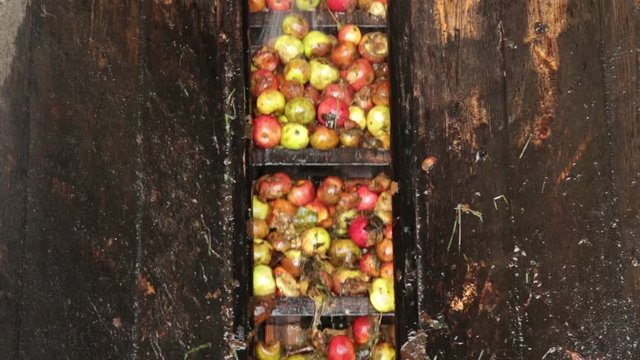 Cider apples in distillery ready for pressing