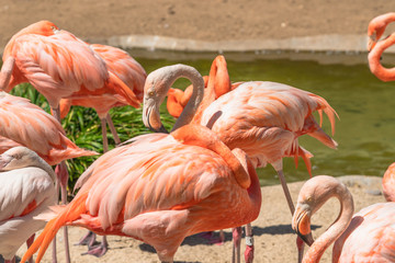 Fototapeta na wymiar Flamingo. Flock of flamingo in natural background