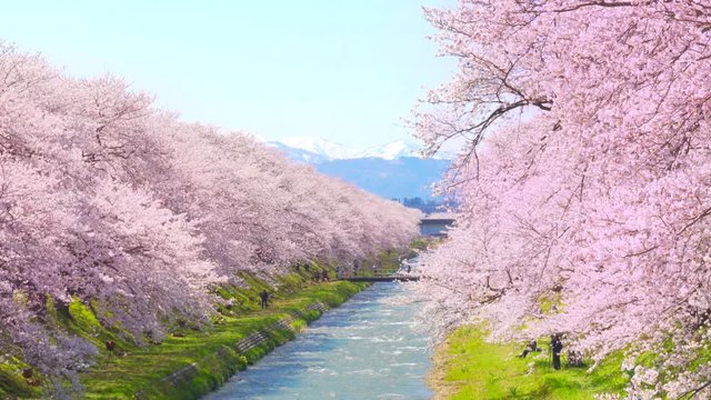 [4K収録, 音声無し] 日本の春　富山県 舟川べり 清流沿いの桜並木 [zoomin]