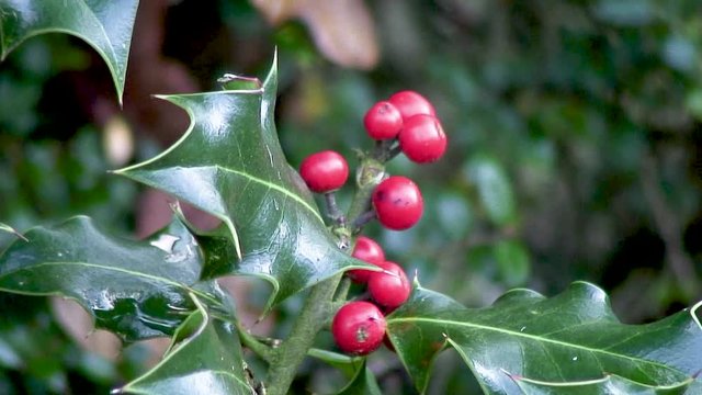 Beautiful red holly berries hanging from a holly bush in Manton, Oakham, Rutland, UK