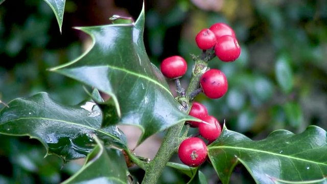 Red holly berries hanging on a holly tree in Manton, Oakham, Rutland, UK