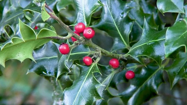 Beautiful red holly berries and shiny green spiny leaves hanging from a holly bush in Manton, Oakham, Rutland, UK