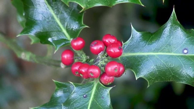 Bright red holly berries on a holly tree in Manton, Oakham,Rutland, UK