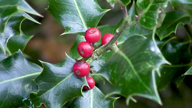 Berries coloured bright red hanging from a holly bush in Manton, Oakham, Rutland, UK