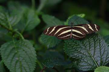 Fototapeta premium Zebra Longwing Butterfly Heliconius charithonia Green