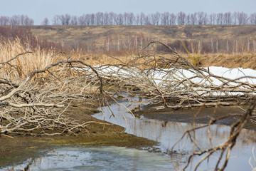 melted small river clogged with dry branches