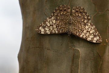 Fototapeta na wymiar Variable Cracker Hamadryas feronia Butterfly Tree