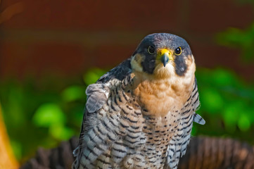 Peregrine Falcon