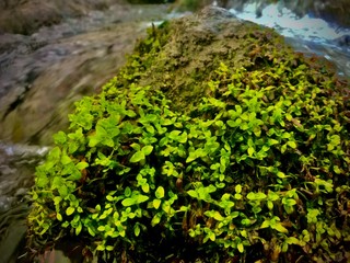 moss on rocks