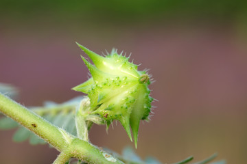 Zygophyllaceae in the wild