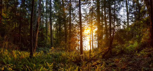 Beautiful Panoramic View of a forest near the ocean during a golden and vibrant sunset. Taken in Lighthouse Park in West Vancouver, British Columbia, Canada.