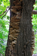 fungus on a tree trunk