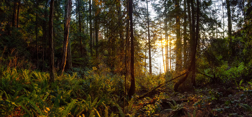 Beautiful Panoramic View of a forest near the ocean during a golden and vibrant sunset. Taken in Lighthouse Park in West Vancouver, British Columbia, Canada.
