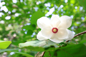 Magnolia sieboldii