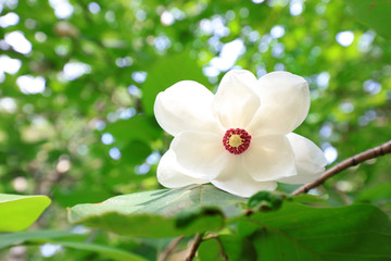 Magnolia sieboldii