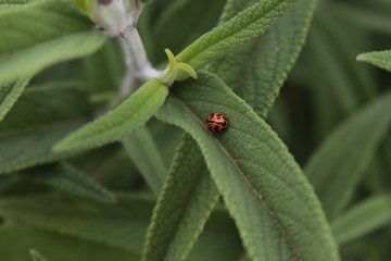 Little Lady Bug On Leaf