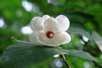 Magnolia sieboldii