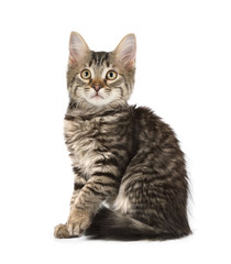 Cute grey striped kitten sitting on a white background